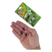 Magic Jumping Beans