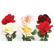Giant Velvet Rose