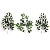 Ficus Spray