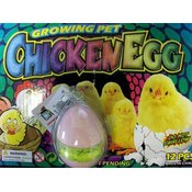 Hatching Chicken In Egg