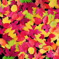 Colorful Leaves 12 X 12 25Ct