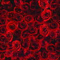 Roses Of Red 12X12 25Ct