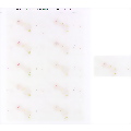 Botanical Business Cards