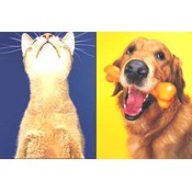 Assorted Cat and Dog Birthday Cards