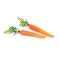 Soft Touch Weighted Carrots (Set of 2)