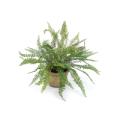 Potted Fishtail Fern 10"H Plastic/Foam/Paper