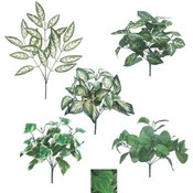 Evergreen Leaves Bush