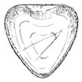 Disposable Small Heart Pan
