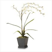 White Orchids In Pot