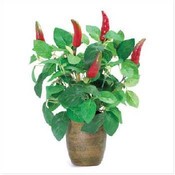 Chili Pepper Plant In Pot