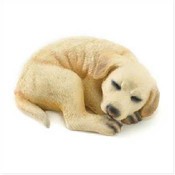 Alabaster Golden Labrador Puppy