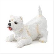 West Highland Terrier Puppy