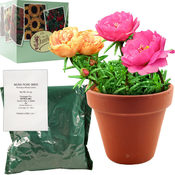 Wholesale Seeds & Bulbs