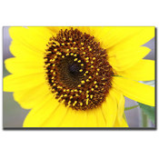 Sunflower by Cary Hahn-18x24 Canvas Art Ready to H