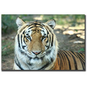 Tiger by Cary Hahn-18x24 Canvas Art Ready to Hang!