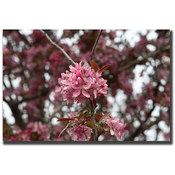 Pink Bloom by Cary Hahn-18x24 Canvas Art Ready to