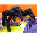 8" Black Spider w/Yellow Eyes