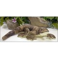 12" Lizard, Scaly