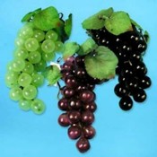 Fruit Plastic Grapes-China