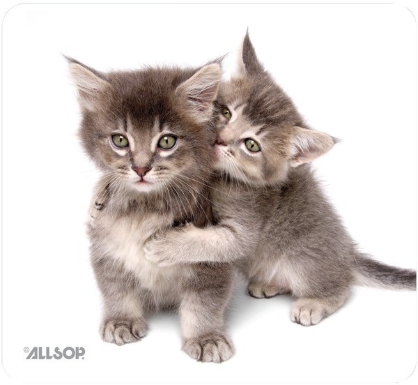 Natursmrt Mouse Pad Kittn